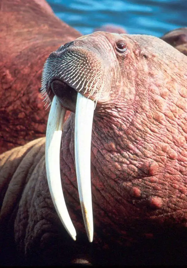 Walrus | The Animal Facts | Appearance, Diet, Habitat, Behavior