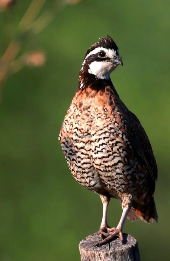 Northern Bobwhite | The Animal Facts | Appearance, Diet, Habitat