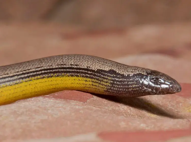 Florida Worm Lizard The Animal Facts Appearance, Diet, Habitat