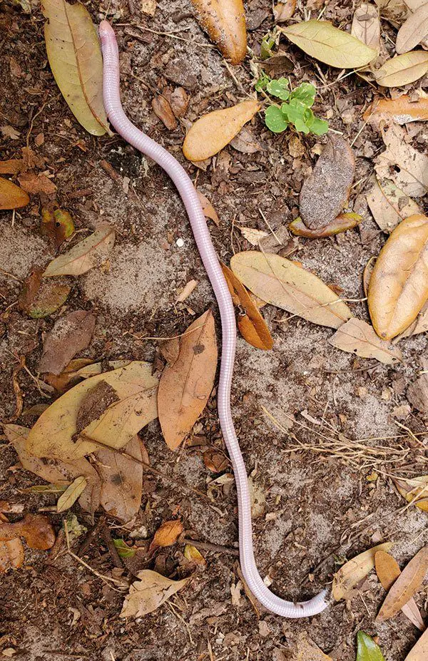 Florida Worm Lizard The Animal Facts Appearance, Diet, Habitat