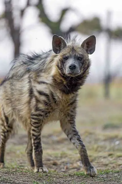 Striped Hyena - The Animal Facts - Appearance, Diet, Habitat, Behavior