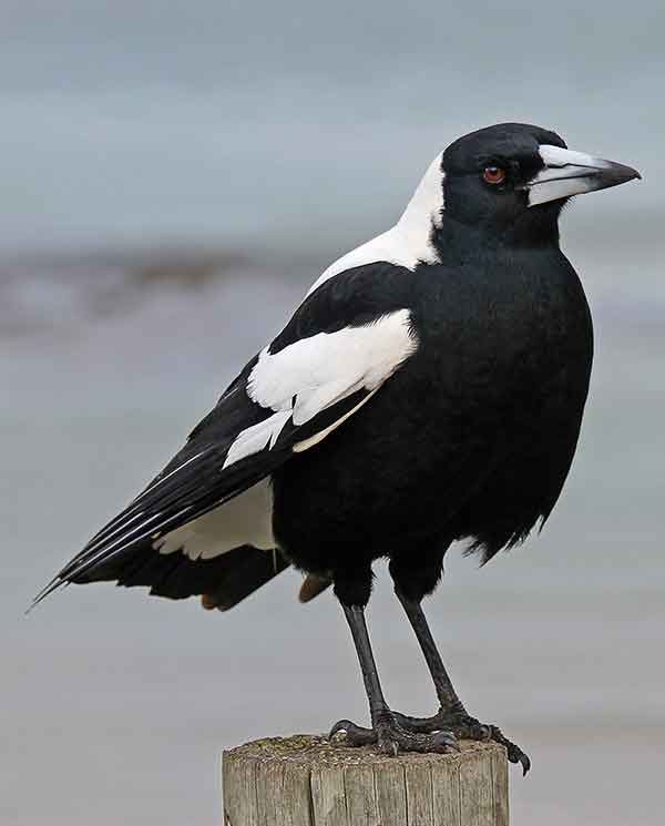 Australian Magpie | The Animal Facts | Appearance, Diet, Habitat, Behavior