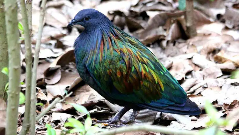 Nicobar Pigeon