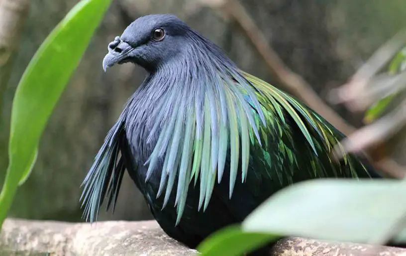 Nicobar Pigeon The Animal Facts Appearance, Diet, Habitat, Lifespan