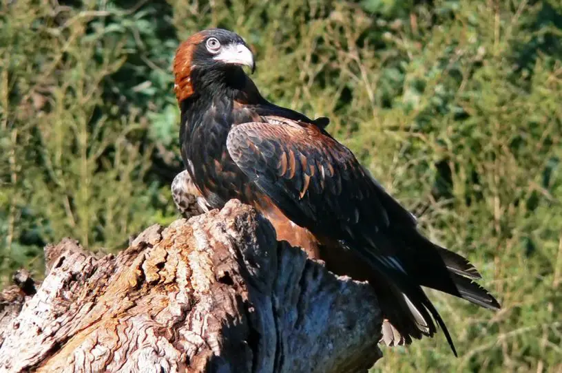 BlackBreasted Buzzard The Animal Facts Appearance, Diet, Habitat