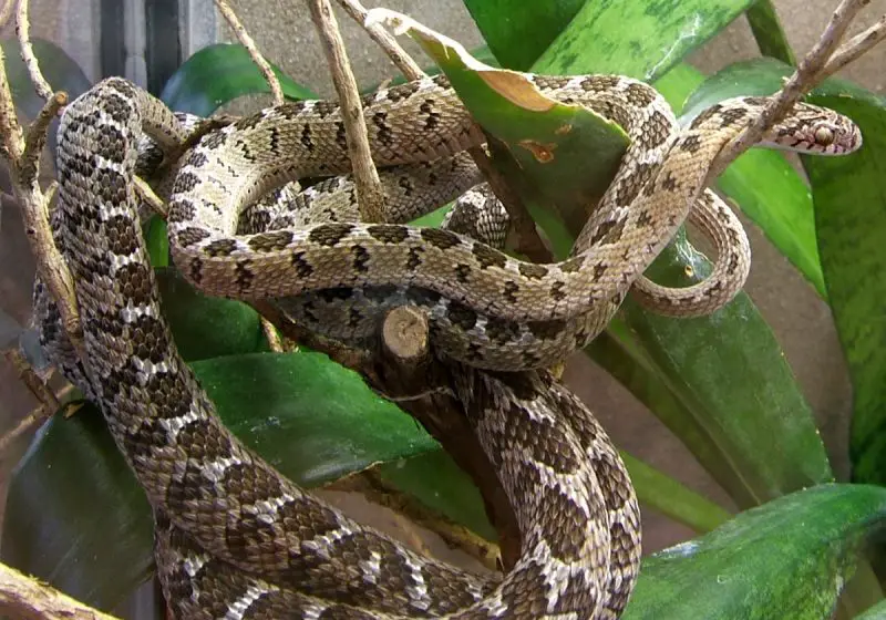 EggEating Snake The Animal Facts Appearance, Diet, Habitat, Behavior