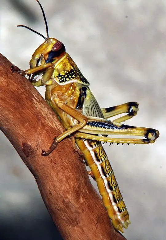 Desert Locust The Animal Facts Appearance, Diet, Habitat, Behavior