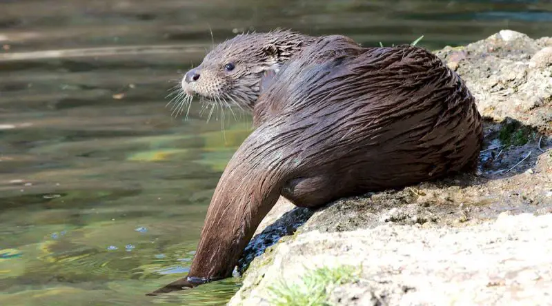 Eurasian Otter | The Animal Facts | Appearance, Diet, Habitat, Lifespan