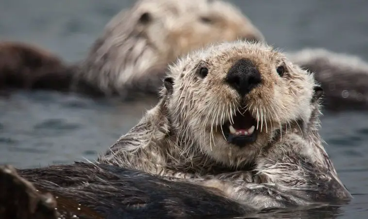 Sea Otter - The Animal Facts - Appearance, Diet, Habitat, Behavior