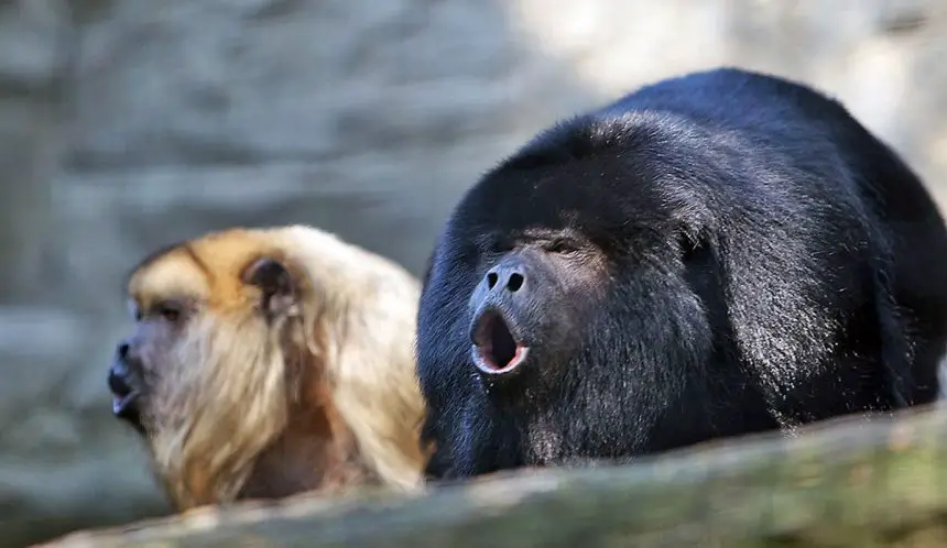 Black Howler | The Animal Facts | Appearance, Diet, Habitat, Lifespan