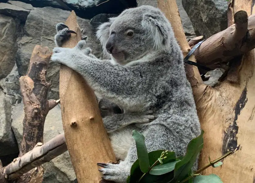 koala joey named at Edinburgh Zoo