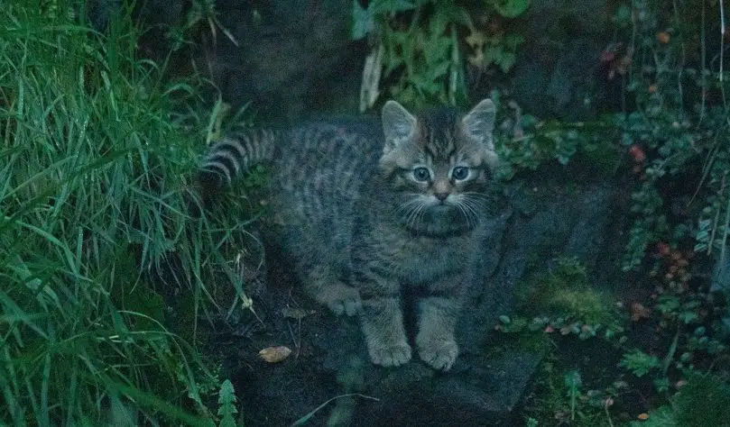 wildcat kittens Edinburgh Zoo