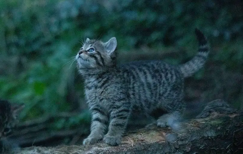 wildcat kittens Edinburgh Zoo