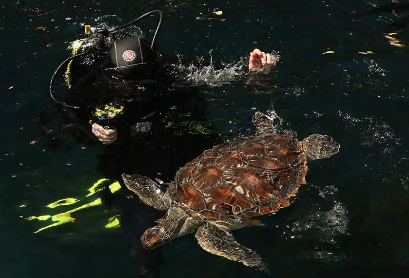 sea life kelly tarltons turtle release