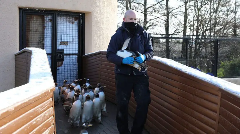 Edinburgh Zoo Penguins