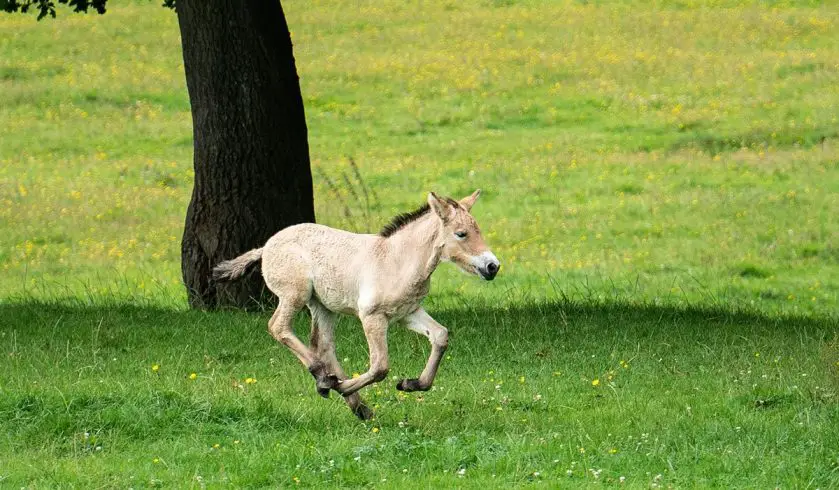 Przewalski's Horse Foal Whipsnade Zoo