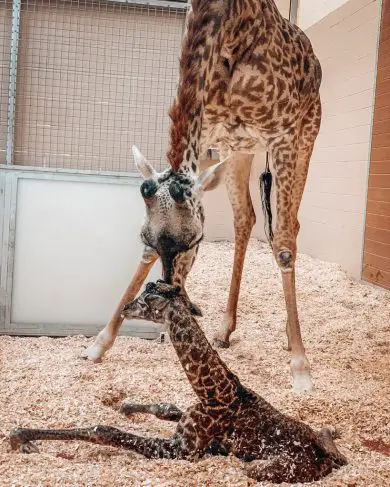 Giraffe Calf Nashville