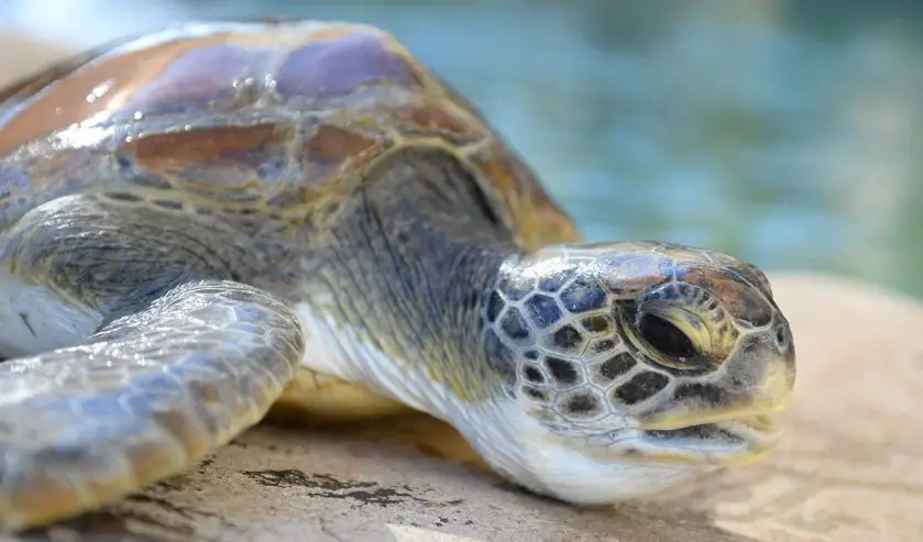 Sea Turtles Treated at Australia Zoo Wildlife Hospital