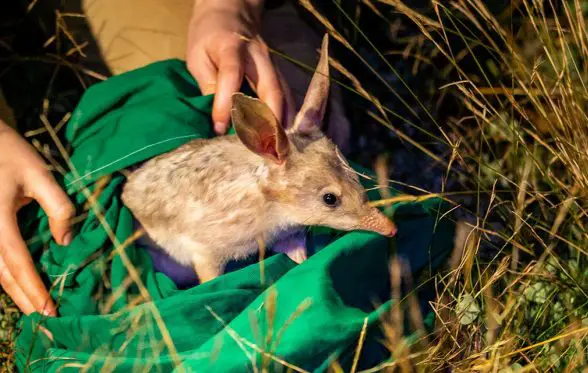 greater bilby release taronga western plains zoo