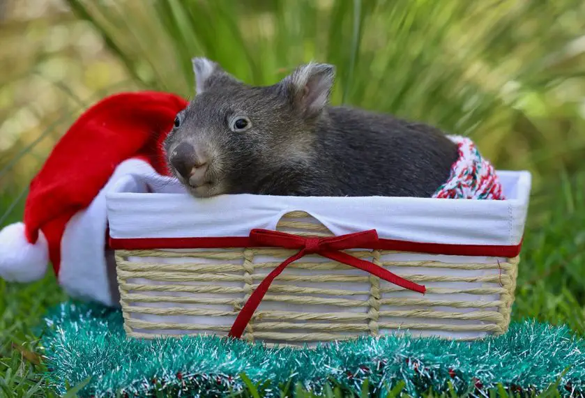 baby animals first christmas at Australian Reptile Park