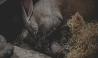 Aardvark
