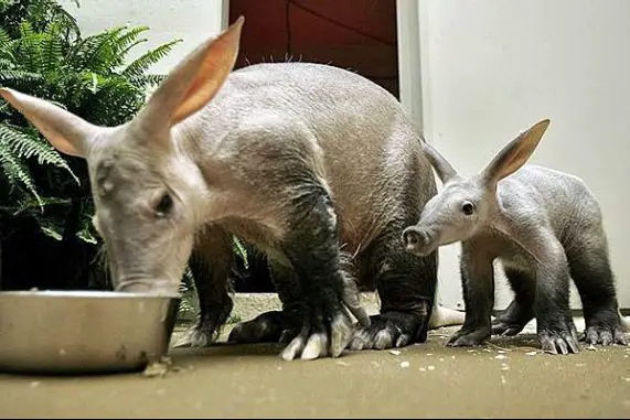 Aardvark
