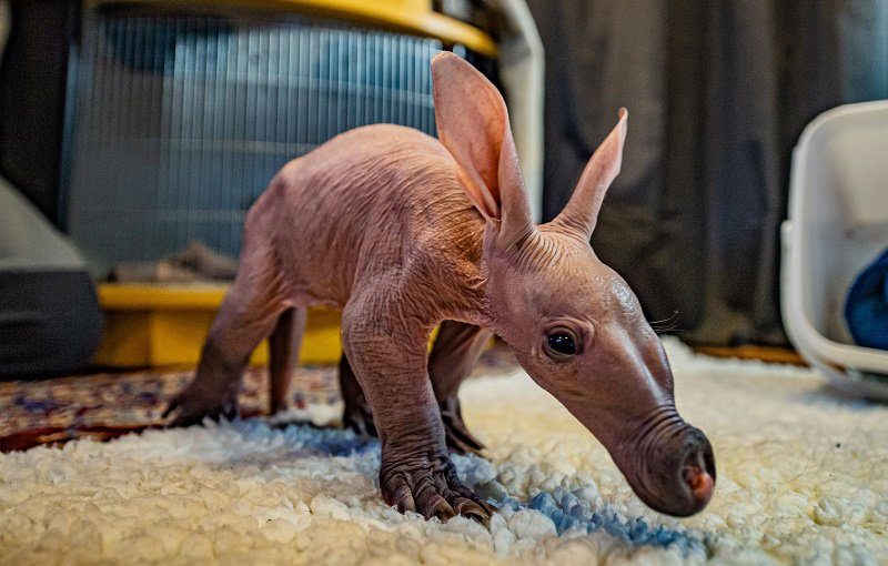 Aardvark Baby Chester Zoo