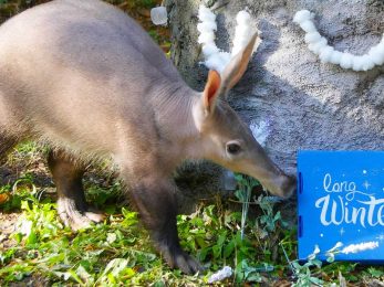 Aardvark Groundhog Day Audubon Zoo
