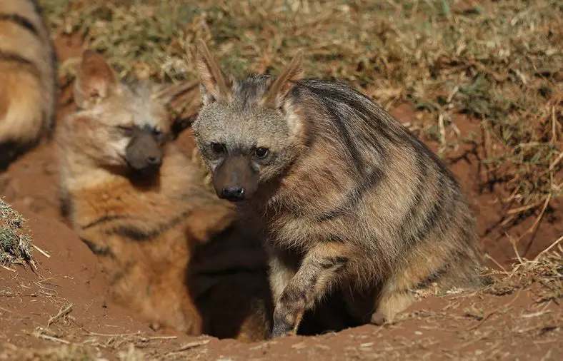 Aardwolf
