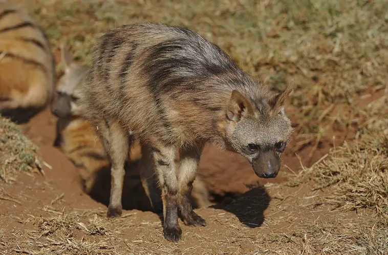 Aardwolf