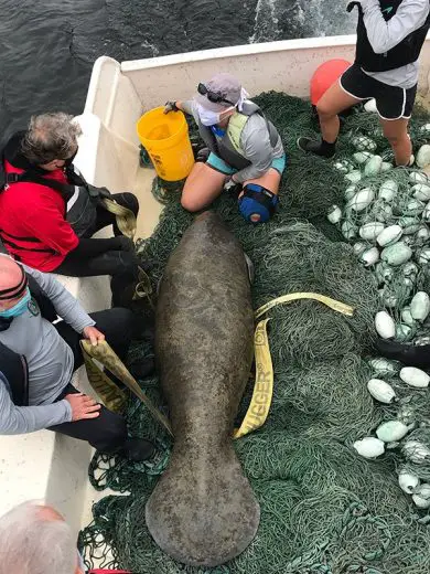 Rescued Manatees at the Columbus Zoo