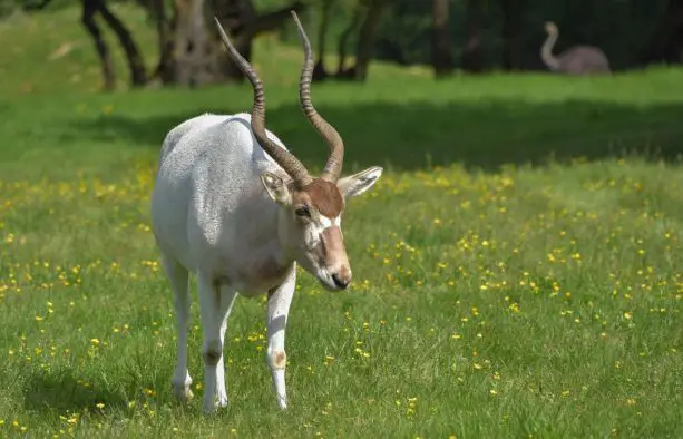 Addax