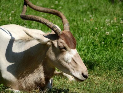 Addax