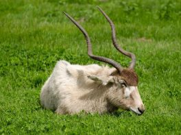 Addax