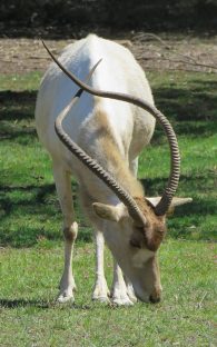 Addax