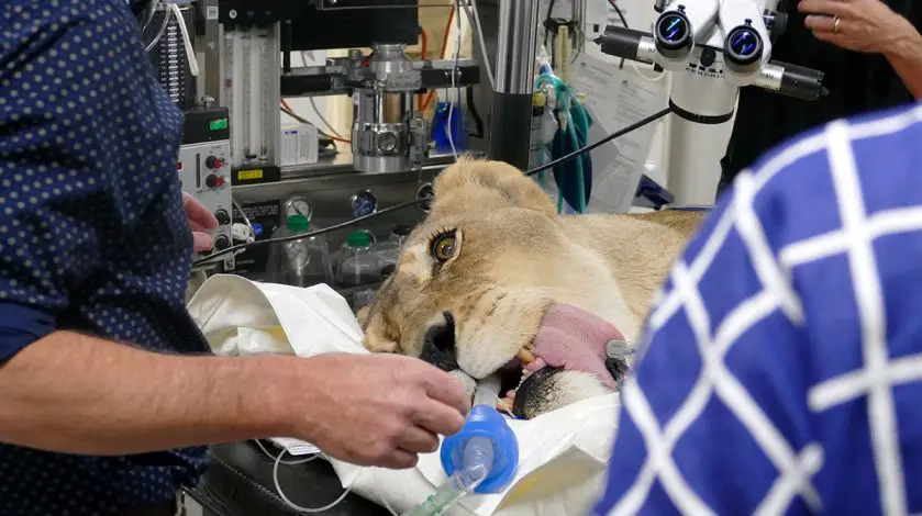 Adelaide zoo lion operation