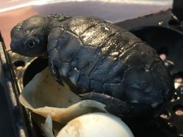 Western Swamp Tortoise Hatchlings Adelaide Zoo