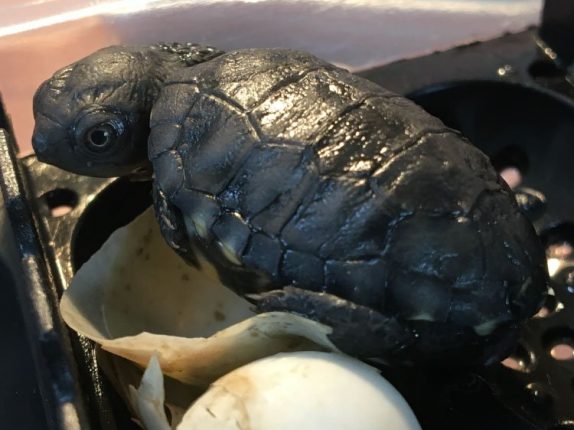 Western Swamp Tortoise Hatchlings Adelaide Zoo