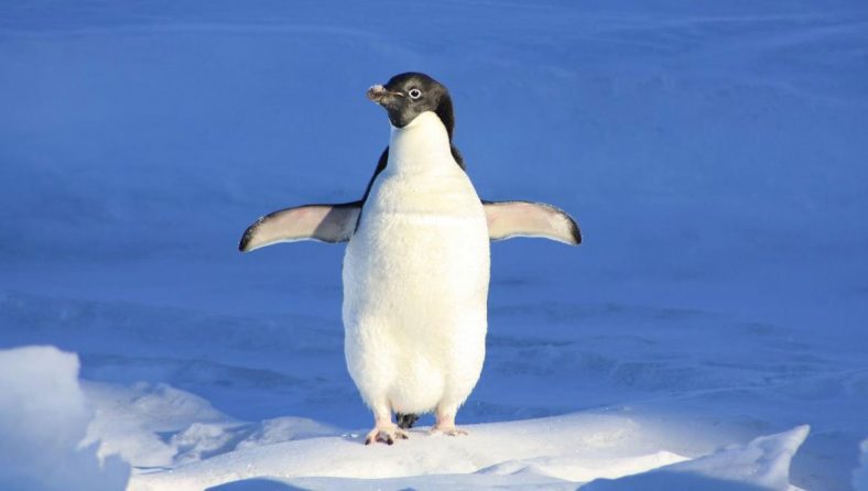 Adelie Penguin