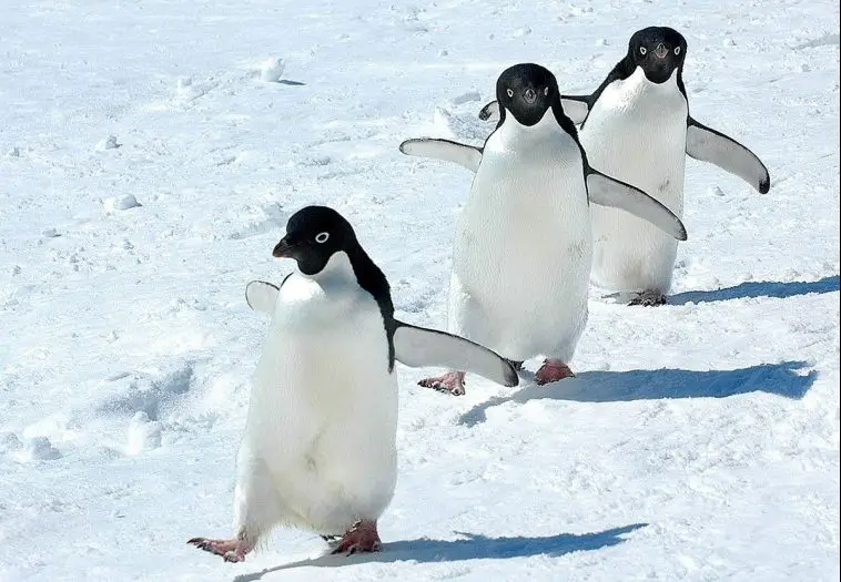 Adelie Penguin