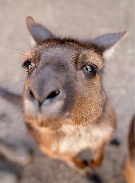 kangaroos hop in Wild Life Sydney Zoo