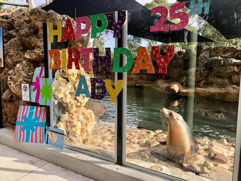 Ady the Sea Lion Birthday Adelaide Zoo