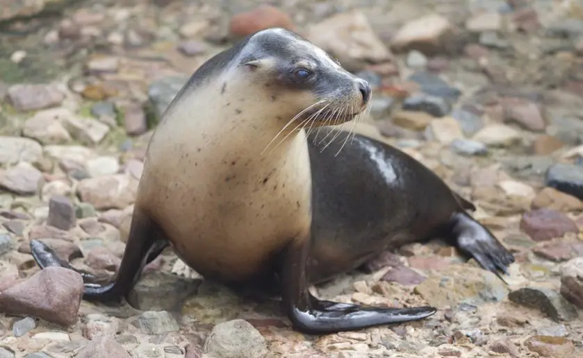 Ady the Sea Lion Birthday Adelaide Zoo