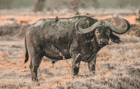 African buffalo