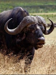 African buffalo