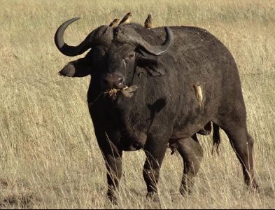 African buffalo