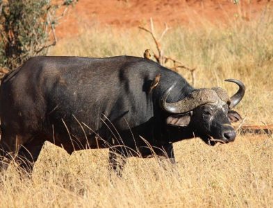 African buffalo