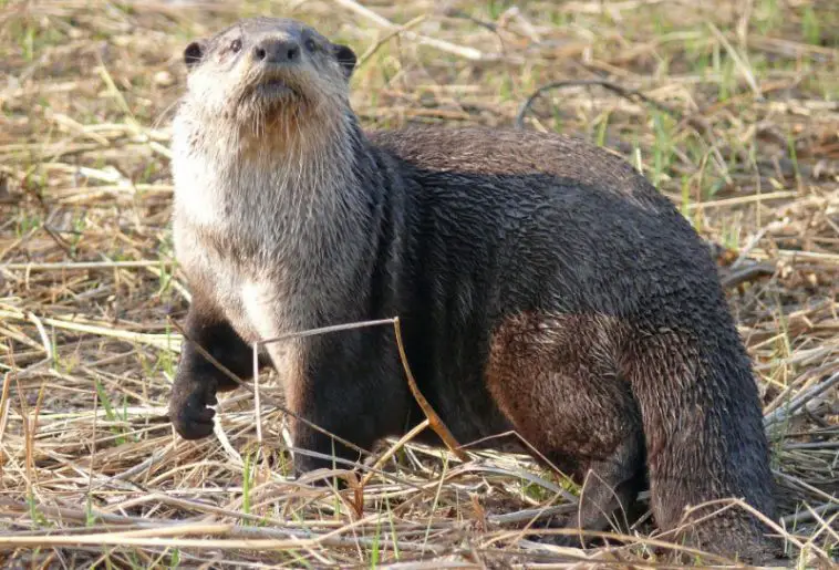 African clawless otter