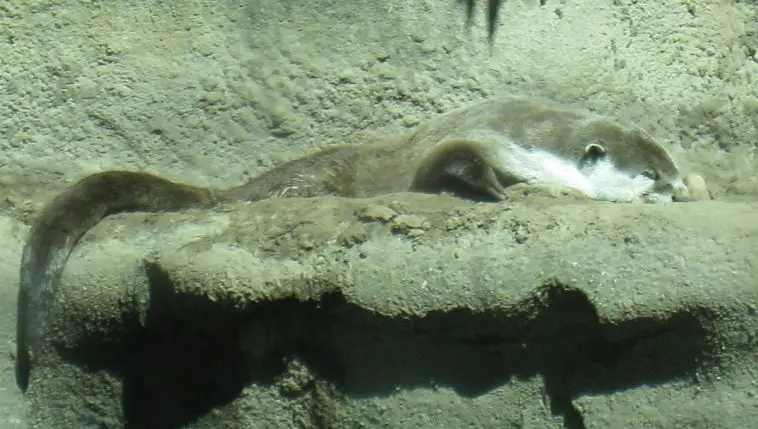 African clawless otter