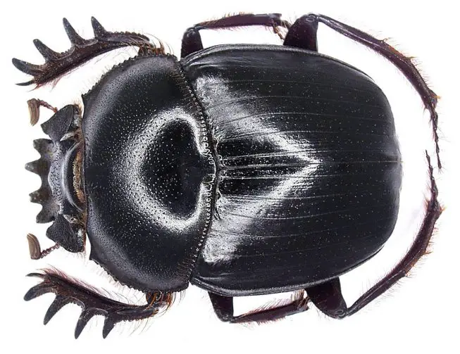 african dung beetle